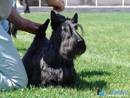 Descriere Scottish terrier rasa, caracter, pret catelus (piatra) Descriere Scottish terrier rasa, caracter, pret catelus