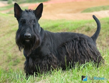 Descriere Scottish terrier rasa, caracter, pret catelus (piatra) Descriere Scottish terrier rasa, caracter, pret catelus