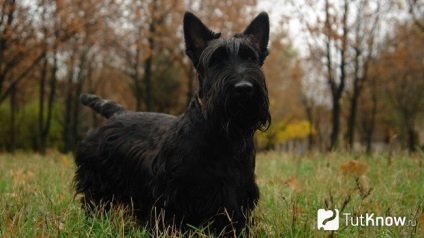 Descriere Scottish terrier rasa, caracter, pret catelus (Scottish Terrier) Descriere Scottish terrier rasa, caracter, pret catelus