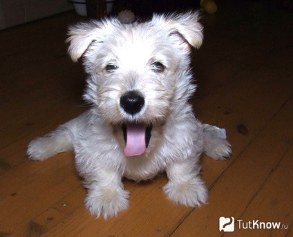 Descriere Scottish terrier rasa, caracter, cățeluș preț (câine) Descriere Scottish terrier rasa, caracter, pret catelus
