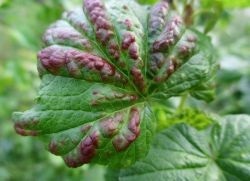 frunze de coacăz Curl - ce să facă (coacaza) coacaze Curl frunze - ce să facă