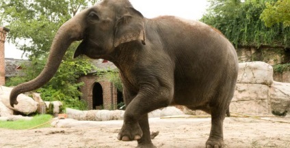 Elefant african și elefant indian sunt diferențele și asemănările principale (Africa) Elefant african și elefant indian sunt principalele diferențe și asemănările