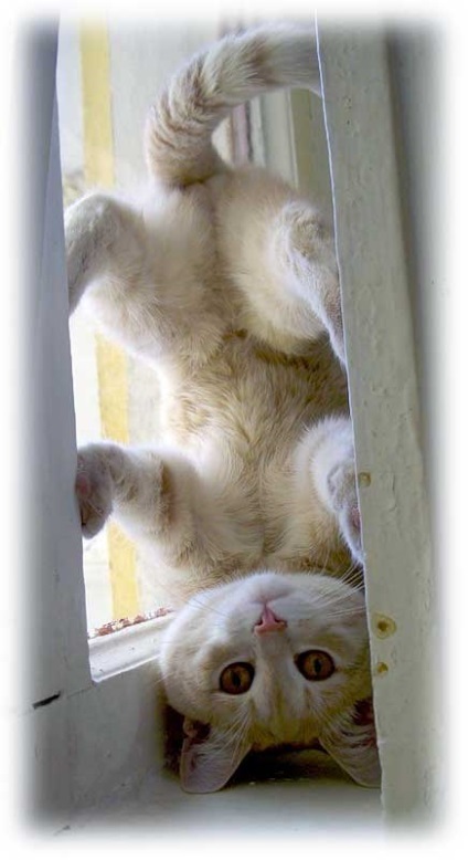 Funny cats, 200 bucăți de pozitiv (amuzant) Funny cats, 200 bucăți de pozitive