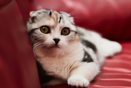 Funny cats (interesant) Funny cats