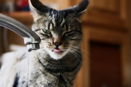 Funny cats (interesant) Funny cats