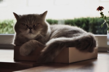 Funny cats (interesant) Funny cats