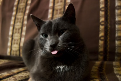 Funny cats (doar uita-te la astea) Funny cats