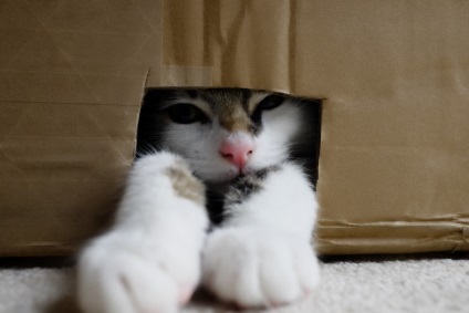 Funny cats (amuzant) Funny cats