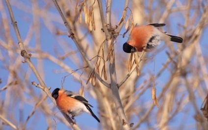 Bullfinch (lat (Bullfinch) Bullfinch (limba latină: