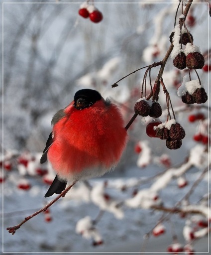 Bullfinch (lat (Encyclopedia) Bullfinch (limba latină: