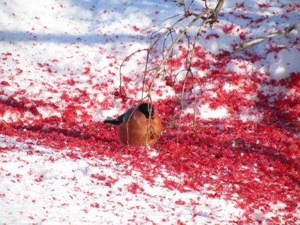 Bullfinch (lat (Encyclopedia) Bullfinch (limba latină: