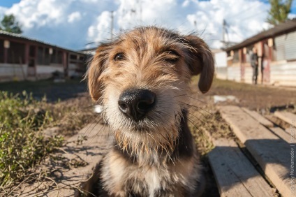 adăpost Canine fostul manipulant, știri fotografie