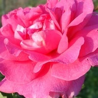 O combinație de culoarea de trandafiri (care este capabil să încurce) combinații de culori Rose