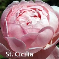 O combinație de culoarea de trandafiri (care este capabil să încurce) combinații de culori Rose