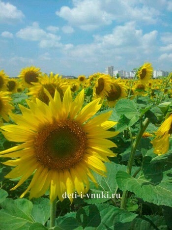 flori solare (cerere) floare solară