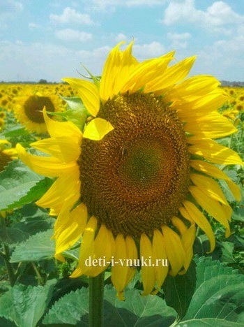 Solar Flower (floare) floare solară