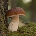 Vis șosete de carte, ce vise șosete, șosete de vis (vis) Vis șosete de carte, ce vise șosete, șosete de vis