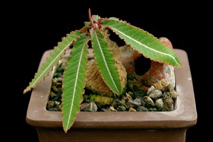 Sfaturi și recomandări pentru Euphorbia în îngrijire la domiciliu (reproducerea Euphorbia) Sfaturi și sfaturi pentru îngrijirea Euphorbia acasă