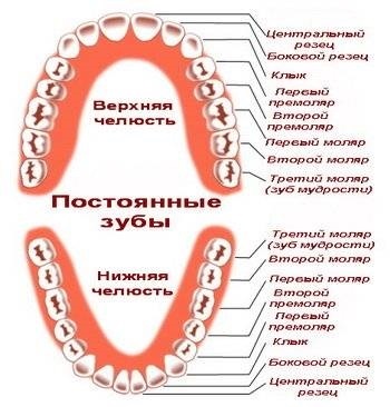 Conditii de dentiției la copii comanda de schimbare, o masă de grafică, precum și legate (schema dentiției) Conditii de dentiției la copii comanda de schimbare, o masă de grafică, precum și conexe
