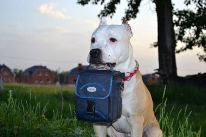 Stafford, Stafford fotografie, American Staffordshire Terrier caine rasa de câine Stafford fotografie (fotografii) Stafford, Stafford fotografie, fotografie American Staffordshire Terrier caine rasa de câine Stafford