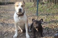 Stafford, Stafford fotografie, American Staffordshire Terrier caine caine rasa fotografie Stafford (Stafford) Stafford, Stafford fotografie, fotografie American Staffordshire Terrier caine rasa de câine Stafford