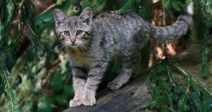 Stepa pisica (pisica de stepă / felis silvestris lybica) pisică sălbatică