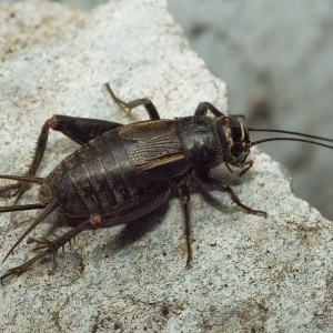 Cricket în semn apartament sau casa