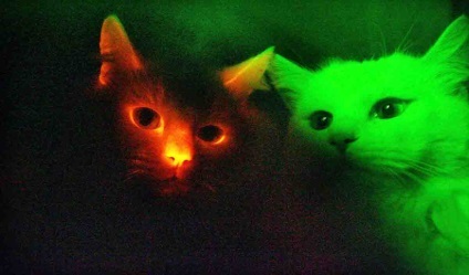 Strălucind pisici 1 (folosind pisici glowing) pisici Glowing 1