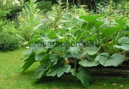 Shade iubitoare de plante pentru grădină și-umbra tolerante legume, fotografii și video (umbra-tolerant) iubitoare de plante umbră grădină și umbră tolerante legume, fotografie și video