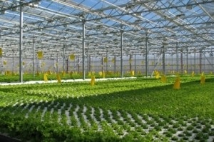 afaceri cu efect de seră - modul de organizare la domiciliu (de afaceri) afaceri cu efect de seră - modul de organizare la domiciliu