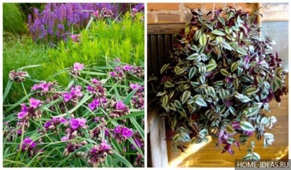 de îngrijire la domiciliu Tradescantia (acasă) Tradescantia de îngrijire la domiciliu