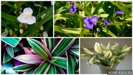de îngrijire la domiciliu Tradescantia (de ingrijire) Tradescantia de îngrijire la domiciliu