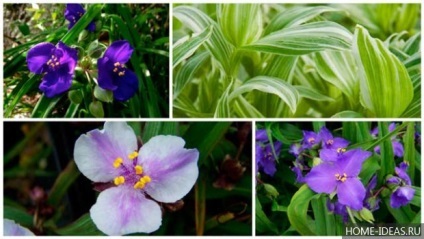 de îngrijire la domiciliu Tradescantia (de ingrijire) Tradescantia de îngrijire la domiciliu