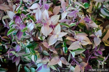 de îngrijire la domiciliu Tradescantia (Tradescantia: îngrijire la domiciliu) Tradescantia de îngrijire la domiciliu