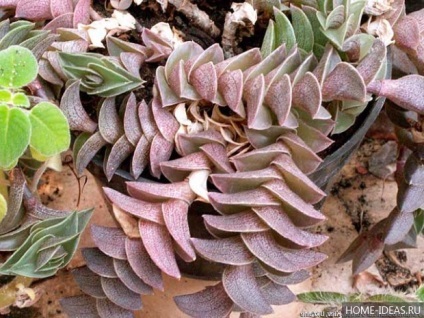de îngrijire la domiciliu Tradescantia (de ingrijire) Tradescantia de îngrijire la domiciliu