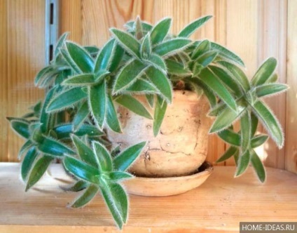 de îngrijire la domiciliu Tradescantia (de ingrijire) Tradescantia de îngrijire la domiciliu