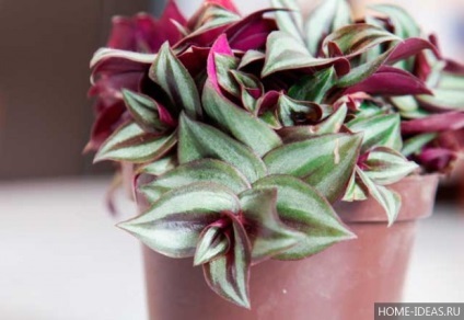 de îngrijire la domiciliu Tradescantia (acasă) Tradescantia de îngrijire la domiciliu