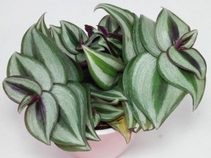 Tradescantia de îngrijire la domiciliu, fotografie, reproducerea, transferul (retragere) Tradescantia de îngrijire la domiciliu, fotografie, reproducere, transplant
