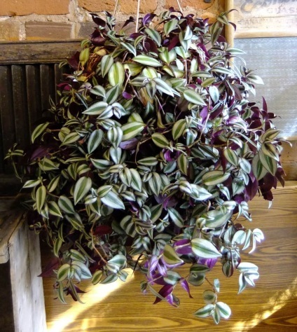 de îngrijire la domiciliu Tradescantia, fotografie, reproducerea, transferul (Tradescantia) Tradescantia de îngrijire la domiciliu, fotografie, reproducere, transplant