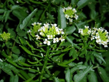 planta năsturel (medicament) tratament și proprietățile benefice ale plantelor, contraindicații (năsturel) planta năsturel (medicament) tratament și proprietățile benefice ale ierburi, contraindicații,