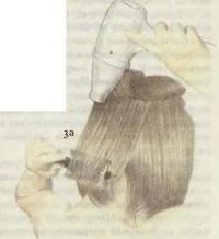 Styling și permanentul părului (de sănătate> păr) (toroane) Styling și permanentul părului (de sănătate> păr)