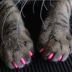ghearele pisicii exfoliate - de ce pisicile note de la un medic veterinar cu experiență (pisică) ghearele pisicii exfoliate - de ce pisicile note de la un medic veterinar cu experiență