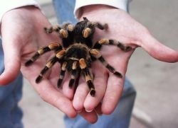 Muscatura de tarantula - ce să facă (muscatura) Muscatura de tarantula - ce să facă