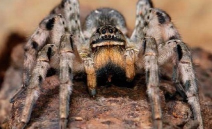 Muscatura unui păianjen tarantula dacă atacul asupra omului este periculos