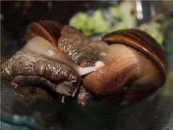 Achatina melc (cohleea) melc Achatina