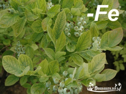 Îngrijire grădină afine - o recoltă bogată din fiecare plantă (afine) Îngrijire grădină afine - o recoltă bogată din fiecare plantă