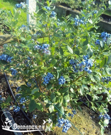 Îngrijire grădină afine - o recoltă bogată din fiecare plantă (afine) Îngrijire grădină afine - o recoltă bogată din fiecare plantă