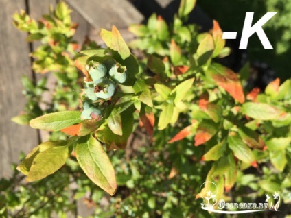 Îngrijire grădină afine - o recoltă bogată din fiecare plantă (grădină) Îngrijire grădină afine - o recoltă bogată din fiecare plantă