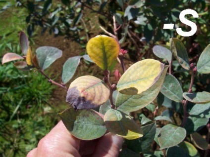 Îngrijire grădină afine - o recoltă bogată din fiecare plantă (grădină) Îngrijire grădină afine - o recoltă bogată din fiecare plantă