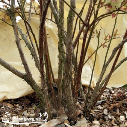 Îngrijire grădină afine - o recoltă bogată din fiecare plantă (de îngrijire) Îngrijire grădină afine - o recoltă bogată din fiecare plantă